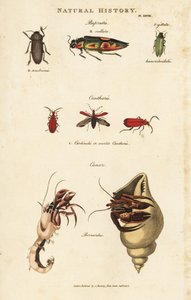 Bupreste en pagure (heremietkreeft) - Juweelkevers, Buprestis ocellata, scharlaken cantharis, en gewone heremietkreeft, Pagurus bernhardus (Cancer bernardus) door Sydenham Teast Edwards