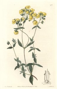 Calceolaire of kleine pantoffel of beurs van dame, inheems in Chili door Sydenham Teast Edwards