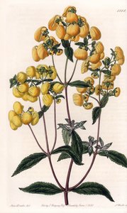 Calceolaire rugosa door Sydenham Teast Edwards