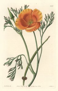 Californische klaproos
