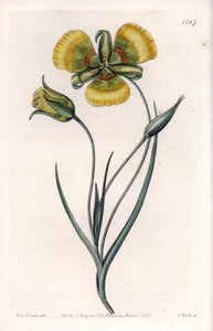 Calochortus met grote gele bloemen