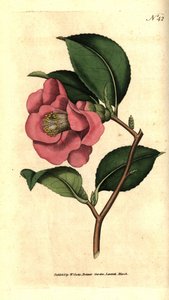 Camellia uit Japan door Sydenham Teast Edwards