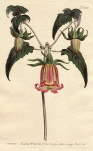 Canarische klokbloem met roze geaderde gele bloemen