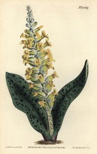 Kaapse hyacint (valse orchidee) door Sydenham Teast Edwards