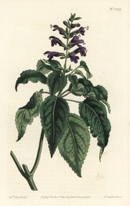Caribische salie, Salvia lamiifolia (Paarse bloeiende salie, Salvia amoena) - uit William Curtis