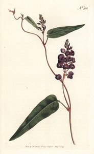 Caulinia bimaculata (Paarse glycine, Glycine bimaculata). Handgekleurde kopergravure door Sansom naar een illustratie van Sydenham Edwards uit William Curtis