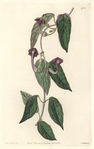 Ceropegia elegant, afkomstig uit India - Sterk water door S. Watts uit een illustratie van Sarah Anne Drake (1803-1857), uit het Botanical Register door Sydenham Teast Edwards