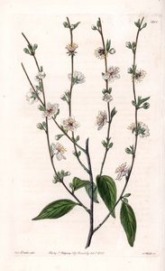 Kersenboom - Gegraveerde plaat door S.Watts, uit een illustratie van Sarah Anne Drake (1803-1857), uit het Botanical Register van Sydenham Edwards (1768-1819), Engeland door Sydenham Teast Edwards