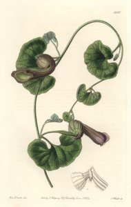 Chileense aristoloche of vossenoren