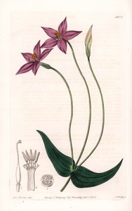 Chironia Variete