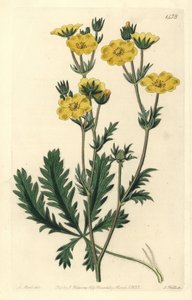 Potentilla laciniosa door Sydenham Teast Edwards