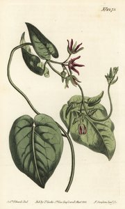 Klimmende melkklimplant, Matelea obliqua