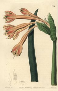 Clinanthus fulvus