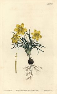 Klokbloem, uit het Botanical Magazine door Sydenham Teast Edwards