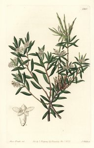 Kustbaardheide of kleinbloemige wittebaard, Leucopogon parviflorus