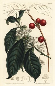 Koffieplant arabica - Koffieboom, Coffea arabica. Handgekleurde kopergravure door F. Sansom Jr. naar een illustratie van Sydenham Edwards uit William Curtis