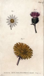 Samengestelde bloemen: prepacket, ezeldistel (of valse acanth onopordum) en paardenbloem. Gekleurde kopergravure, illustratie door Sydenham Edwards voor Conferences of Botanical, Botanical Garden of Lambeth door Sydenham Teast Edwards