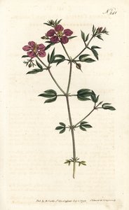 Kretenzische fagonia