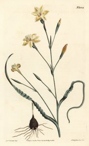 Krulbladige moraea, Moraea crispa - uit William Curtis