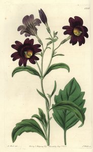 Kronkelige Salpiglossis - Geschilderde tong, Salpiglossis sinuata (Donkerpaarse salpiglossis, Salpiglossis atropurpurea)
