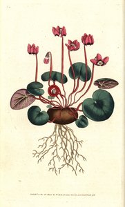 Cyclamen van Cos of Kaukasus - uit William Curtis