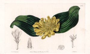 Daubenya Variete - Plaat gegraveerd door S.Watts, uit een illustratie van Sarah Anne Drake (1803-1857), uit het Botanical Register van Sydenham Edwards (1768-1819), Engeland door Sydenham Teast Edwards