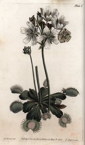 Dionee vangt vlieg of wolfval, uit Botanical Conferences door Sydenham Teast Edwards