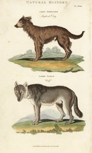 Hond en Wolf - Herdershond, Canis familiaris, en wolf, Canis lupus. Handgekleurde kopergravure naar Sydenham Edwards uit John Mason Good