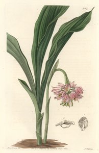 Aardorchidee, oorspronkelijk uit Sri Lanka