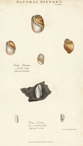 Elastische bula, Bulla resiliens, en bleke of cilindrische bula, Bulla pallida. Handgekleurde kopergravure naar Sydenham Edwards uit John Mason Good