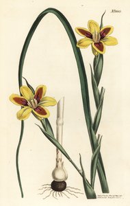 Elegante moraea, Moraea elegans door Sydenham Teast Edwards