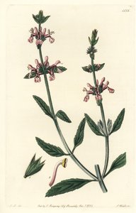 Epiary - Wittestengel stachys, Stachys albicaulis door Sydenham Teast Edwards