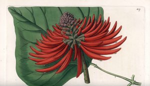 Erythrina variëteit, tropische rode bloeiende boom door Sydenham Teast Edwards