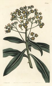 Honingwolfsmelk, Euphorbia mellifera - uit William Curtis