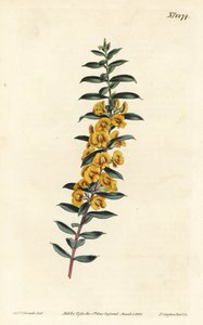 Eutaxia myrtifolia (Kruisbladige dillwynia, Dillwynia obovata). Handgekleurde kopergravure door F. Sansom Jr. naar een illustratie van Sydenham Edwards uit William Curtis