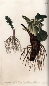 Vezelwortels van gewone senecon en grote weegbree (of weegbree van vogels). Gekleurde kopergravure, illustratie door Sydenham Edwards voor Conferences of Botanical, Botanical Garden of Lambeth