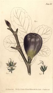 Vijg, Ficus carica, uit William Curtis