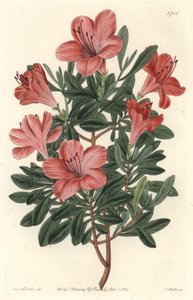 Bloemisten Rhododendron of azalea - S. Watts sterk water uit een illustratie van Sarah Anne Drake (1803-1857), uit het Botanical Register