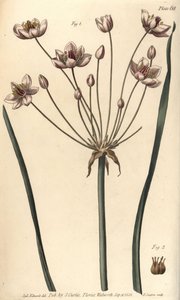 Bloeiende rus, Butomus umbellatus, Hexagynia, hermafrodiete bloem 1 en stampers 2