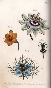 Bloemen van passievrucht of passiebloemen, narcissen en nigella, uit Botanical Conferences