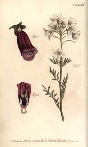 Vingerhoedskruid, Digitalis purpurea, Didynamia door Sydenham Teast Edwards