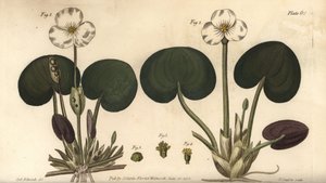 Kikkerbeet, Hydrocharis morsus-ranae, Dioecia, vrouwelijke plant 1,4, mannelijke plant 2,3. Handgekleurde kopergravure door F. Sansom naar een botanische illustratie door Sydenham Edwards voor William Curtis