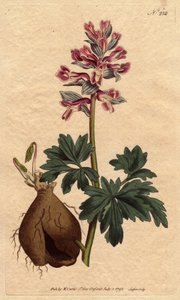 Holwortel, met poederachtige paarse bloemen, inheems in Duitsland - uit een botanische illustratie door Sydenham Edwards