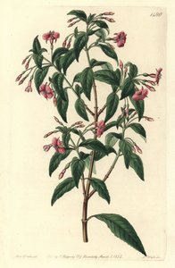 Fuchsia bacillaris door Sydenham Teast Edwards