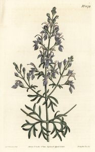 Germandree d
