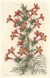 Gilie een coronope blad of Ipomopside elegante