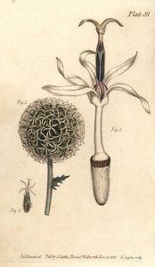 Kogeldistel, Echinops sphaerocephalus, Polygamia segregata, bloem 1, en enkele bloem 2,3. Handgekleurde kopergravure door F. Sansom van een botanische illustratie door Sydenham Edwards voor William Curtis