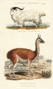 Geit en lama - Langhoornige whidaw geit, Capra aegagrus, en lama, Lama glama (Glama kameel, Camelus lama). Handgekleurde kopergravure naar Sydenham Edwards uit John Mason Good