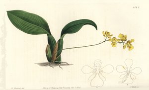 Gomesa cornigera orchidee (gehoornde oncidium, Oncidium cornigerum)
