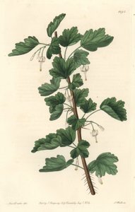 Groseillier, afkomstig uit Noord-Amerika - Sterk water door S. Watts naar een illustratie van Sarah Anne Drake (1803-1857), uit het Botanical Register door Sydenham Teast Edwards